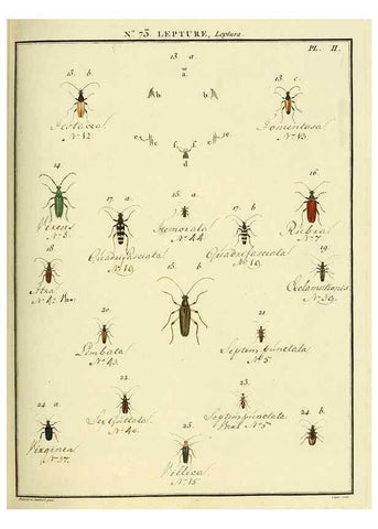 Reproducción/Reproduction 35824047136: Entomologie, ou, Histoire naturelle des insectes :. A Paris :De l'Imprimerie de Baudoin,1789-1808.