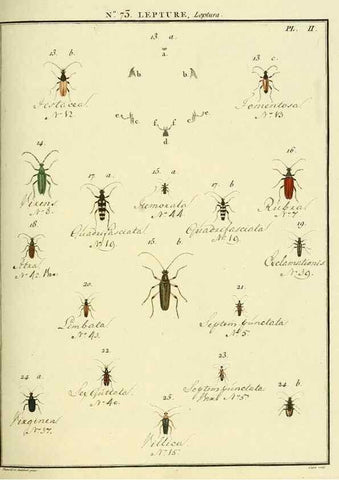 Reproducción/Reproduction 35824047136: Entomologie, ou, Histoire naturelle des insectes :. A Paris :De l'Imprimerie de Baudoin,1789-1808.