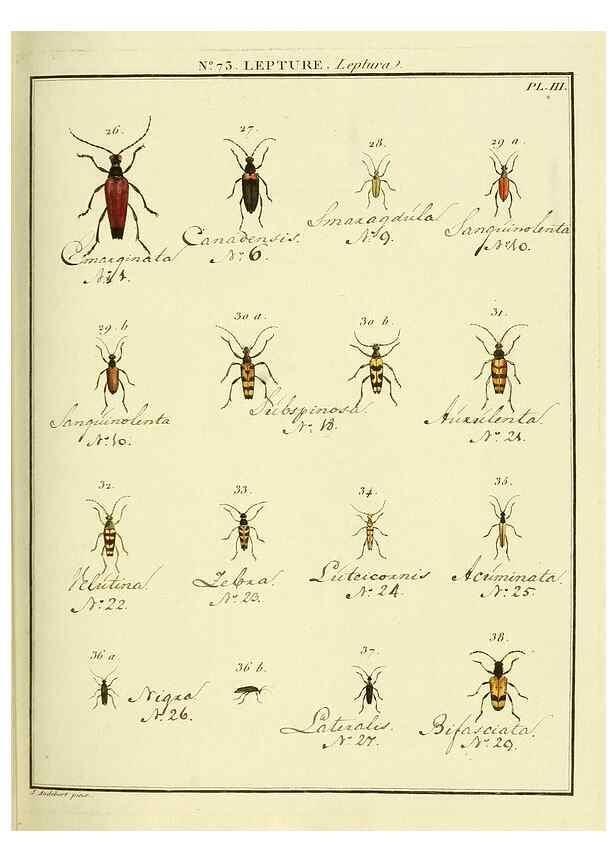 Reproducción/Reproduction 35824048946: Entomologie, ou, Histoire naturelle des insectes :. A Paris :De l'Imprimerie de Baudoin,1789-1808.