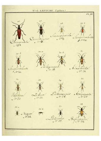 Reproducción/Reproduction 35824048946: Entomologie, ou, Histoire naturelle des insectes :. A Paris :De l'Imprimerie de Baudoin,1789-1808.