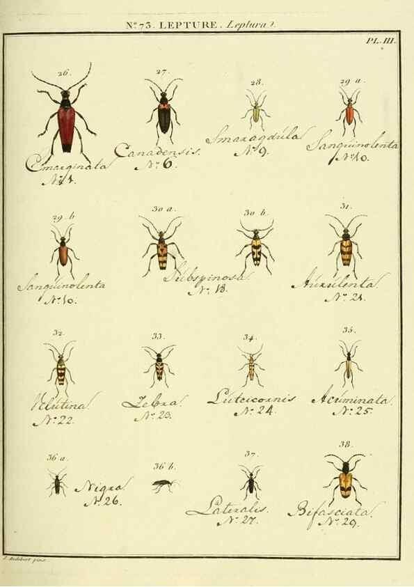 Reproducción/Reproduction 35824048946: Entomologie, ou, Histoire naturelle des insectes :. A Paris :De l'Imprimerie de Baudoin,1789-1808.