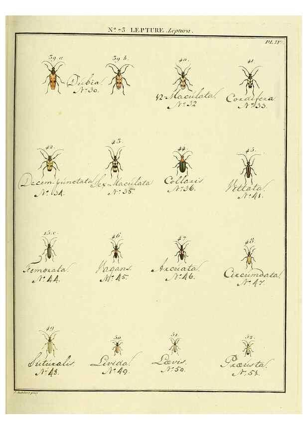 Reproducción/Reproduction 35824050106: Entomologie, ou, Histoire naturelle des insectes :. A Paris :De l'Imprimerie de Baudoin,1789-1808.