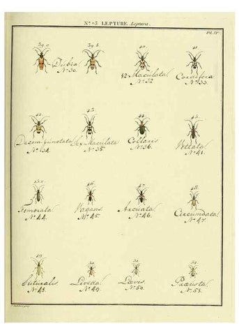 Reproducción/Reproduction 35824050106: Entomologie, ou, Histoire naturelle des insectes :. A Paris :De l'Imprimerie de Baudoin,1789-1808.