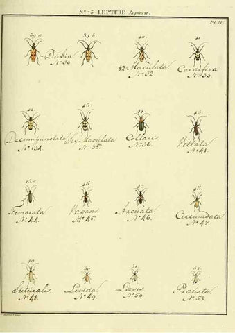 Reproducción/Reproduction 35824050106: Entomologie, ou, Histoire naturelle des insectes :. A Paris :De l'Imprimerie de Baudoin,1789-1808.