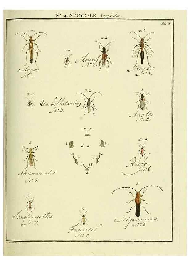Reproducción/Reproduction 35824051436: Entomologie, ou, Histoire naturelle des insectes :. A Paris :De l'Imprimerie de Baudoin,1789-1808.
