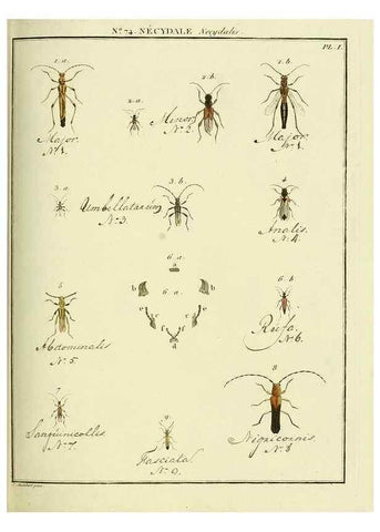 Reproducción/Reproduction 35824051436: Entomologie, ou, Histoire naturelle des insectes :. A Paris :De l'Imprimerie de Baudoin,1789-1808.