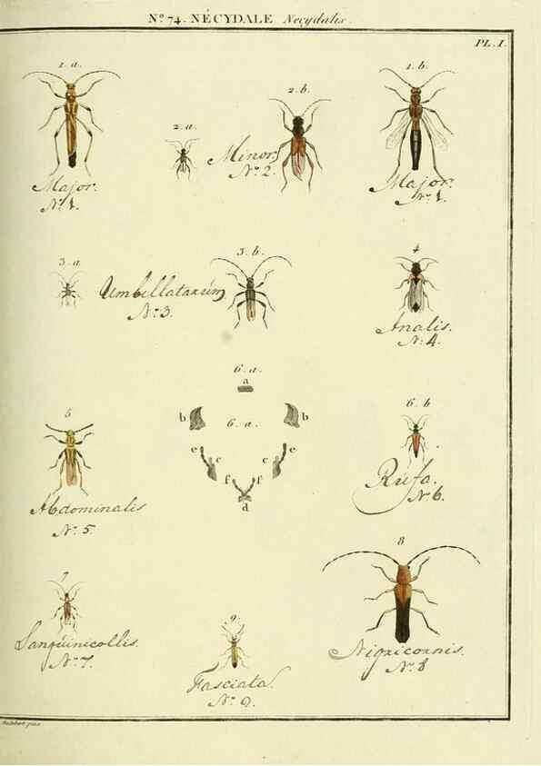 Reproducción/Reproduction 35824051436: Entomologie, ou, Histoire naturelle des insectes :. A Paris :De l'Imprimerie de Baudoin,1789-1808.