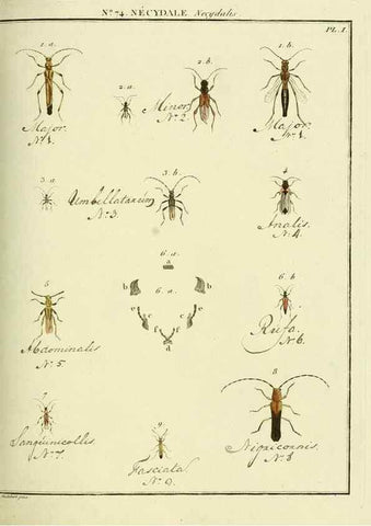 Reproducción/Reproduction 35824051436: Entomologie, ou, Histoire naturelle des insectes :. A Paris :De l'Imprimerie de Baudoin,1789-1808.
