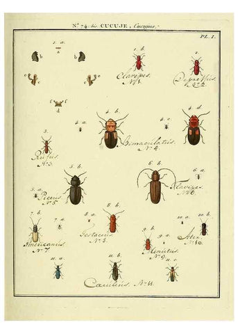 Reproducción/Reproduction 35824052906: Entomologie, ou, Histoire naturelle des insectes :. A Paris :De l'Imprimerie de Baudoin,1789-1808.
