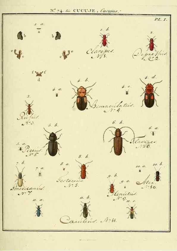 Reproducción/Reproduction 35824052906: Entomologie, ou, Histoire naturelle des insectes :. A Paris :De l'Imprimerie de Baudoin,1789-1808.