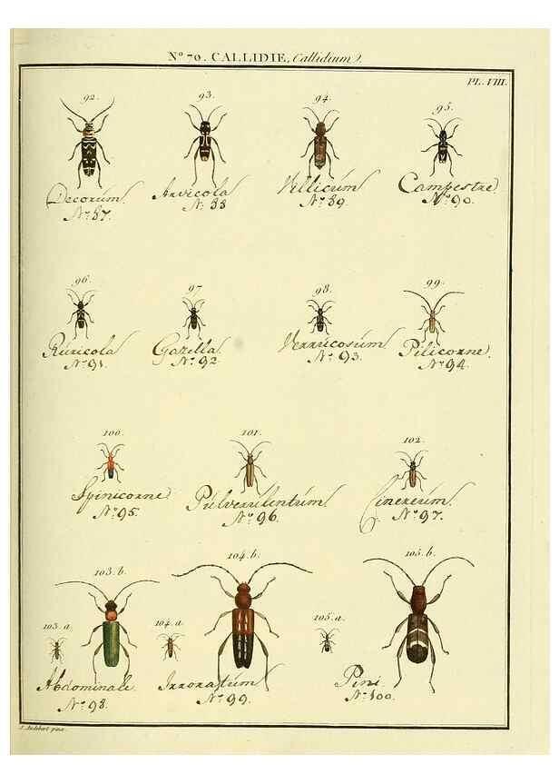 Reproducción/Reproduction 35824042256: Entomologie, ou, Histoire naturelle des insectes :. A Paris :De l'Imprimerie de Baudoin,1789-1808.