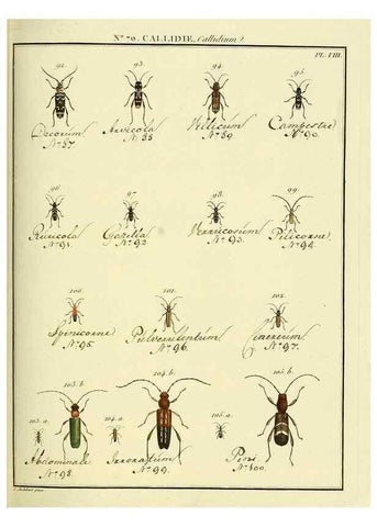 Reproducción/Reproduction 35824042256: Entomologie, ou, Histoire naturelle des insectes :. A Paris :De l'Imprimerie de Baudoin,1789-1808.