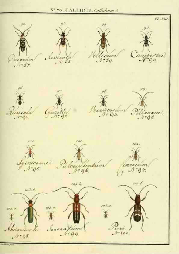 Reproducción/Reproduction 35824042256: Entomologie, ou, Histoire naturelle des insectes :. A Paris :De l'Imprimerie de Baudoin,1789-1808.