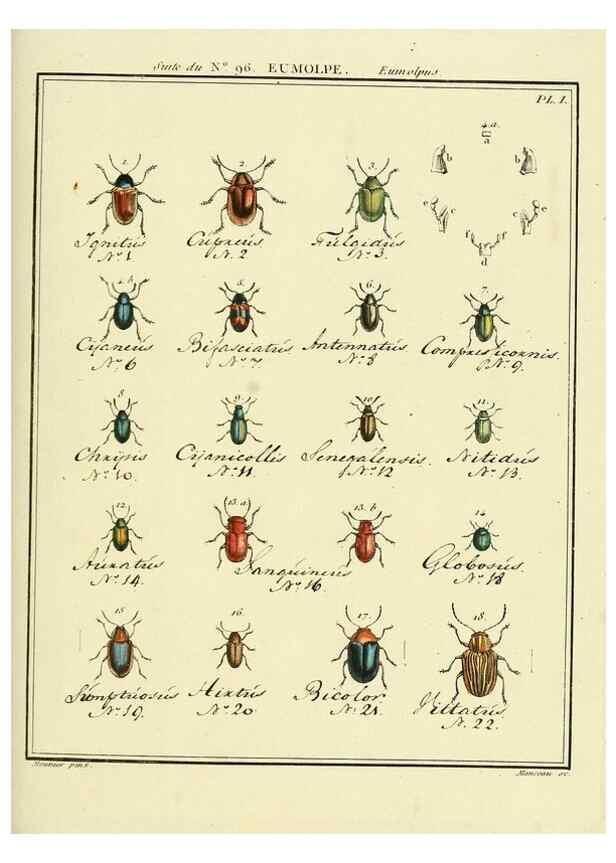 Reproducción/Reproduction 35055510413: Entomologie, ou, Histoire naturelle des insectes :. A Paris :De l'Imprimerie de Baudoin,1789-1808.