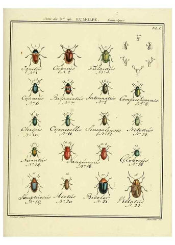 Reproducción/Reproduction 35055510413: Entomologie, ou, Histoire naturelle des insectes :. A Paris :De l'Imprimerie de Baudoin,1789-1808.