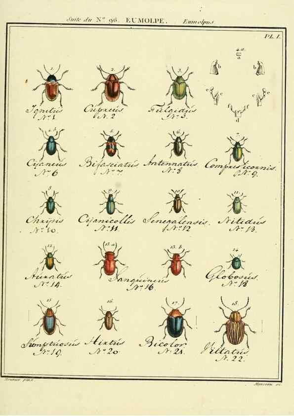 Reproducción/Reproduction 35055510413: Entomologie, ou, Histoire naturelle des insectes :. A Paris :De l'Imprimerie de Baudoin,1789-1808.