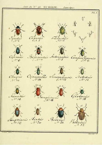 Reproducción/Reproduction 35055510413: Entomologie, ou, Histoire naturelle des insectes :. A Paris :De l'Imprimerie de Baudoin,1789-1808.