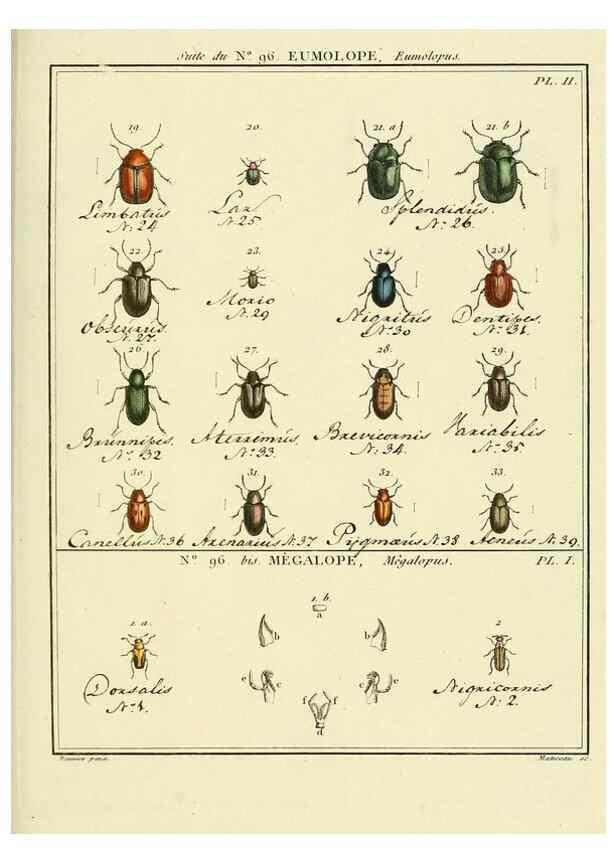 Reproducción/Reproduction 35055513043: Entomologie, ou, Histoire naturelle des insectes :. A Paris :De l'Imprimerie de Baudoin,1789-1808.