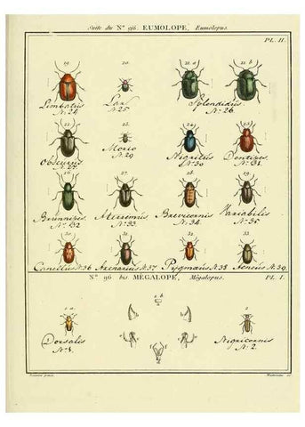 Reproducción/Reproduction 35055513043: Entomologie, ou, Histoire naturelle des insectes :. A Paris :De l'Imprimerie de Baudoin,1789-1808.