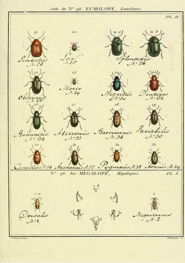 Reproducción/Reproduction 35055513043: Entomologie, ou, Histoire naturelle des insectes :. A Paris :De l'Imprimerie de Baudoin,1789-1808.