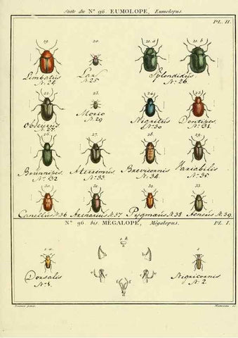 Reproducción/Reproduction 35055513043: Entomologie, ou, Histoire naturelle des insectes :. A Paris :De l'Imprimerie de Baudoin,1789-1808.