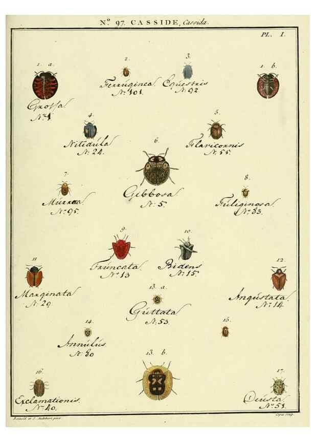 Reproducción/Reproduction 35055516223: Entomologie, ou, Histoire naturelle des insectes :. A Paris :De l'Imprimerie de Baudoin,1789-1808.