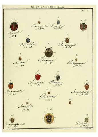 Reproducción/Reproduction 35055516223: Entomologie, ou, Histoire naturelle des insectes :. A Paris :De l'Imprimerie de Baudoin,1789-1808.