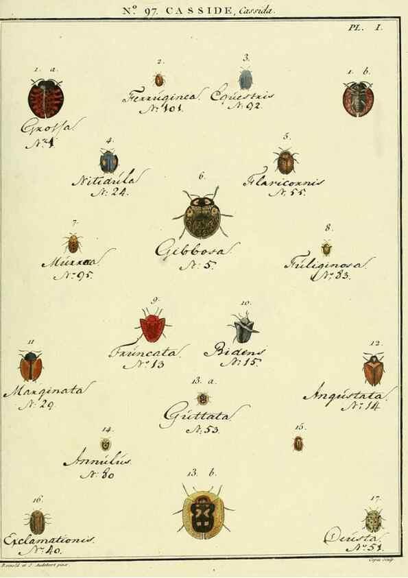 Reproducción/Reproduction 35055516223: Entomologie, ou, Histoire naturelle des insectes :. A Paris :De l'Imprimerie de Baudoin,1789-1808.
