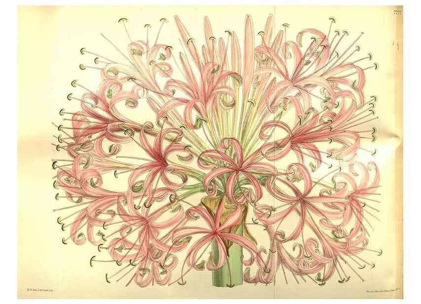 Reproducción/Reproduction 35584350560: Curtis's botanical magazine.. London ; New York [etc.] :Academic Press [etc.]