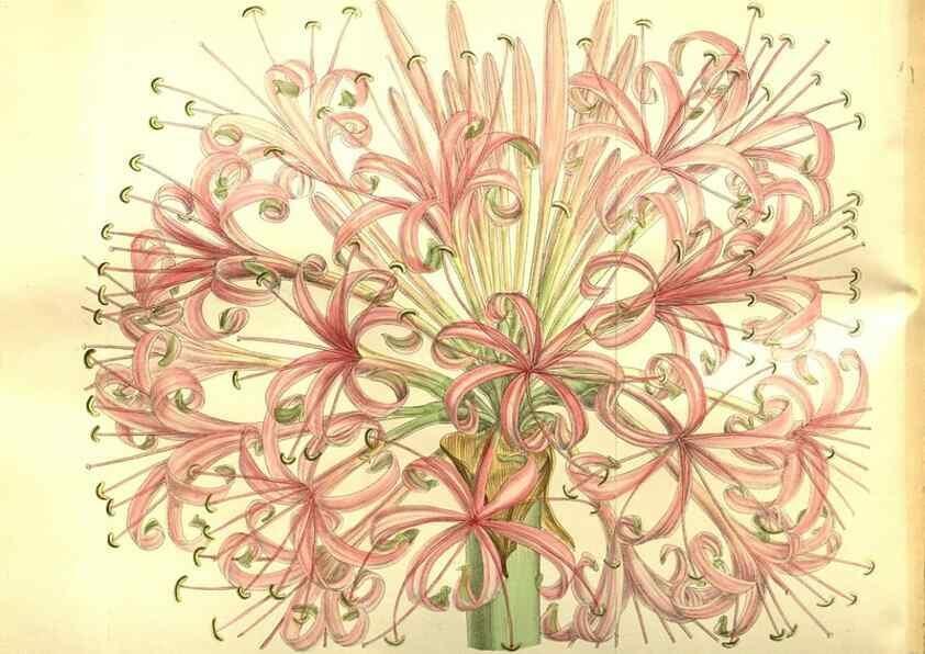 Reproducción/Reproduction 35584350560: Curtis's botanical magazine.. London ; New York [etc.] :Academic Press [etc.]