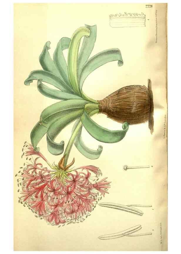 Reproducción/Reproduction 35802555062: Curtis's botanical magazine.. London ; New York [etc.] :Academic Press [etc.]