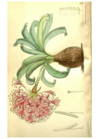 Reproducción/Reproduction 35802555062: Curtis's botanical magazine.. London ; New York [etc.] :Academic Press [etc.]