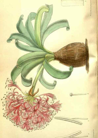 Reproducción/Reproduction 35802555062: Curtis's botanical magazine.. London ; New York [etc.] :Academic Press [etc.]