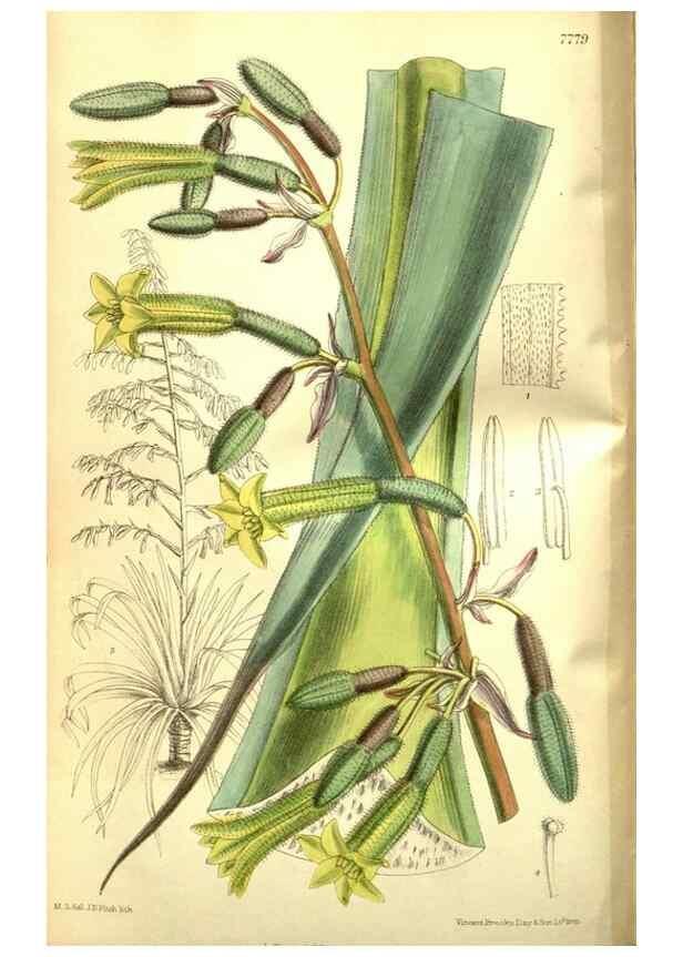 Reproducción/Reproduction 35973372995: Curtis's botanical magazine.. London ; New York [etc.] :Academic Press [etc.]