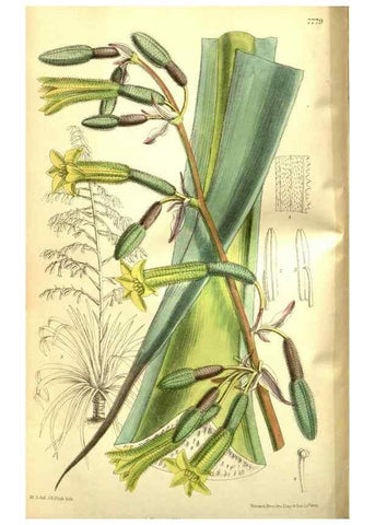 Reproducción/Reproduction 35973372995: Curtis's botanical magazine.. London ; New York [etc.] :Academic Press [etc.]