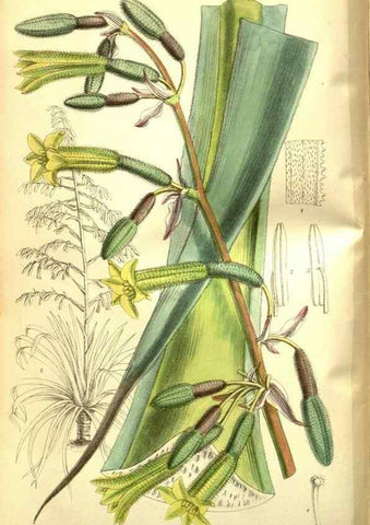 Reproducción/Reproduction 35973372995: Curtis's botanical magazine.. London ; New York [etc.] :Academic Press [etc.]