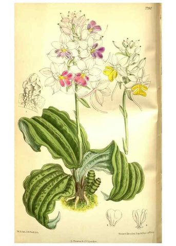 Reproducción/Reproduction 35931888836: Curtis's botanical magazine.. London ; New York [etc.] :Academic Press [etc.]