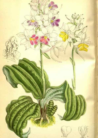 Reproducción/Reproduction 35931888836: Curtis's botanical magazine.. London ; New York [etc.] :Academic Press [etc.]