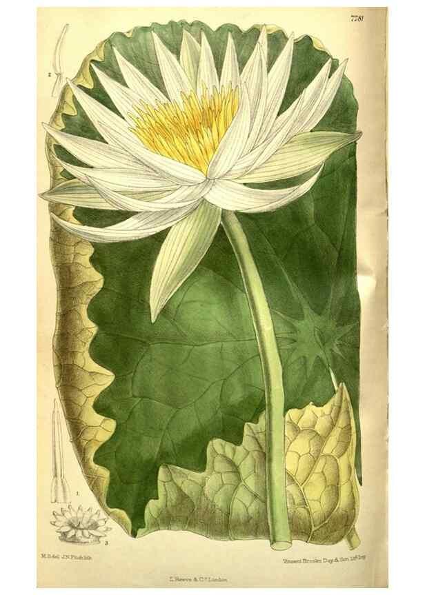 Reproducción/Reproduction 35840761761: Curtis's botanical magazine.. London ; New York [etc.] :Academic Press [etc.]