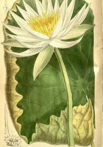Reproducción/Reproduction 35840761761: Curtis's botanical magazine.. London ; New York [etc.] :Academic Press [etc.]