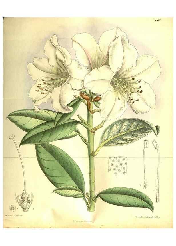 Reproducción/Reproduction 35840763221: Curtis's botanical magazine.. London ; New York [etc.] :Academic Press [etc.]