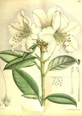 Reproducción/Reproduction 35840763221: Curtis's botanical magazine.. London ; New York [etc.] :Academic Press [etc.]