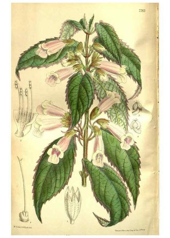 Reproducción/Reproduction 35931899816: Curtis's botanical magazine.. London ; New York [etc.] :Academic Press [etc.]