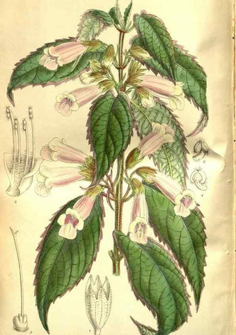 Reproducción/Reproduction 35931899816: Curtis's botanical magazine.. London ; New York [etc.] :Academic Press [etc.]