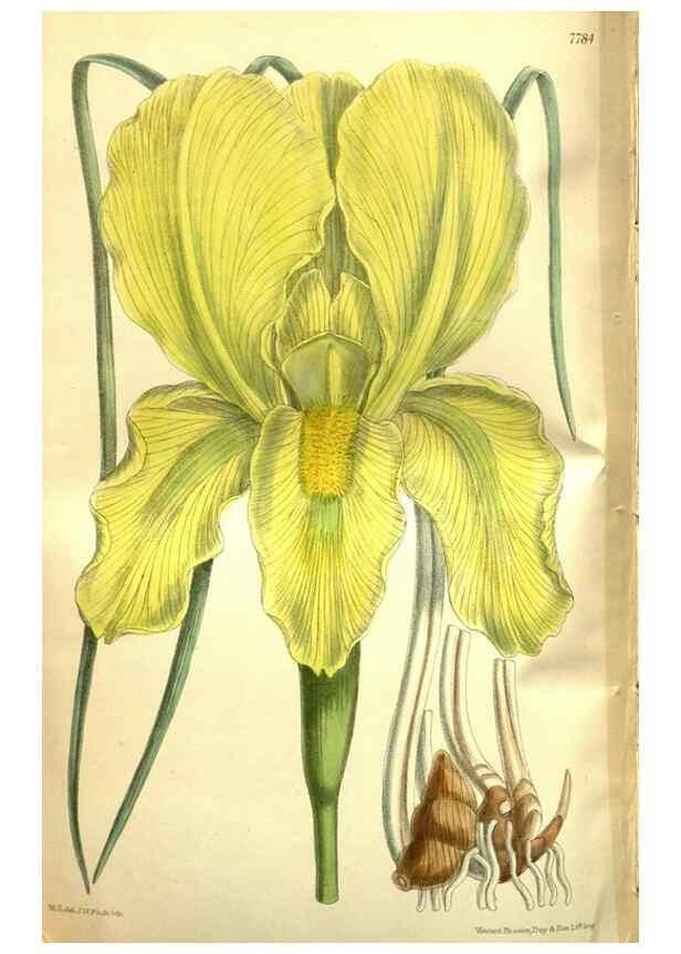 Reproducción/Reproduction 35931902516: Curtis's botanical magazine.. London ; New York [etc.] :Academic Press [etc.]
