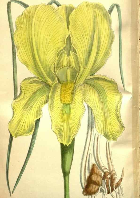 Reproducción/Reproduction 35931902516: Curtis's botanical magazine.. London ; New York [etc.] :Academic Press [etc.]