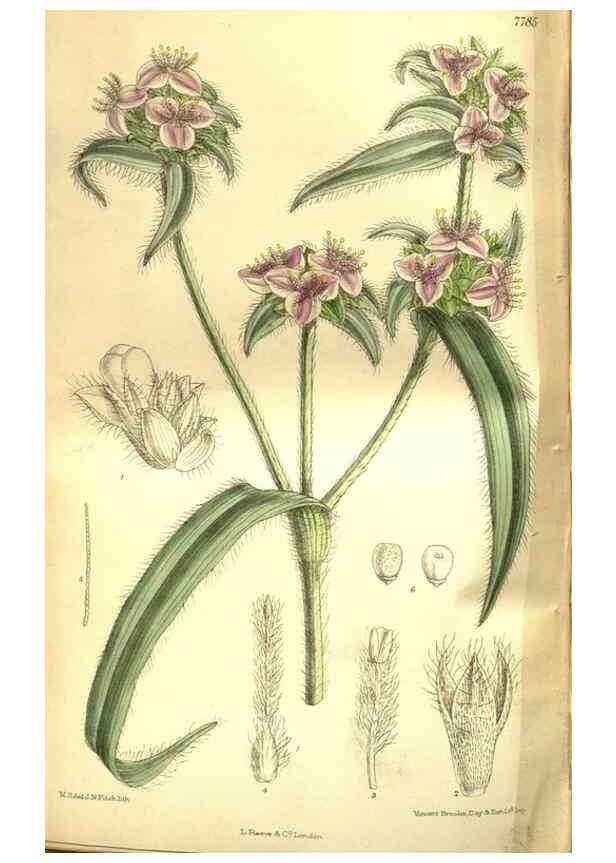 Reproducción/Reproduction 35931905526: Curtis's botanical magazine.. London ; New York [etc.] :Academic Press [etc.]