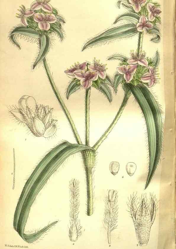 Reproducción/Reproduction 35931905526: Curtis's botanical magazine.. London ; New York [etc.] :Academic Press [etc.]