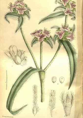 Reproducción/Reproduction 35931905526: Curtis's botanical magazine.. London ; New York [etc.] :Academic Press [etc.]