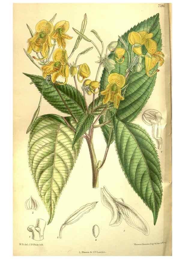 Reproducción/Reproduction 35133421464: Curtis's botanical magazine.. London ; New York [etc.] :Academic Press [etc.]